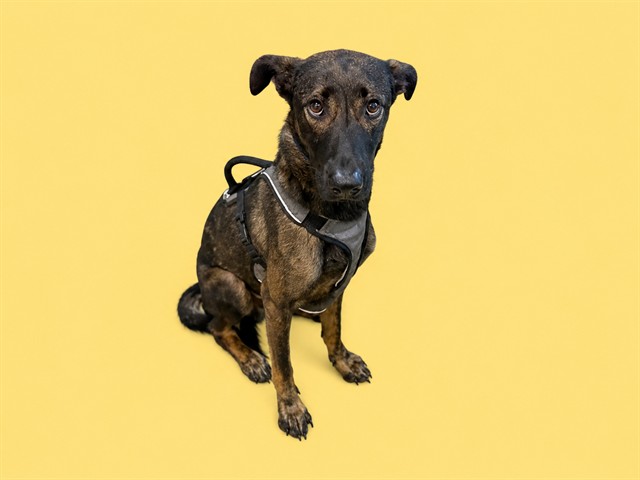 Shelter Stray Male Dog last seen Near BLOCK CORAL SEA BLVD, 3599 NW 79th Ave, Doral, FL 33122, USA