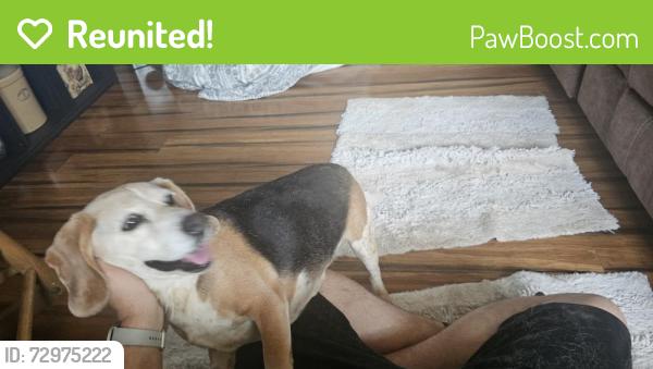 Reunited Female Dog last seen Oxford school road and I40 exit 138 catawba county, Claremont, NC 28610