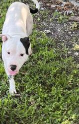 Shelter Stray Male Dog last seen Near BLOCK NE 69 ST, 3599 NW 79th Ave, Doral, FL 33122, USA