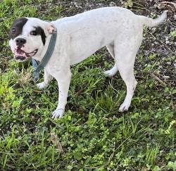 Shelter Stray Female Dog last seen Near BLOCK NE 69 ST, 3599 NW 79th Ave, Doral, FL 33122, USA