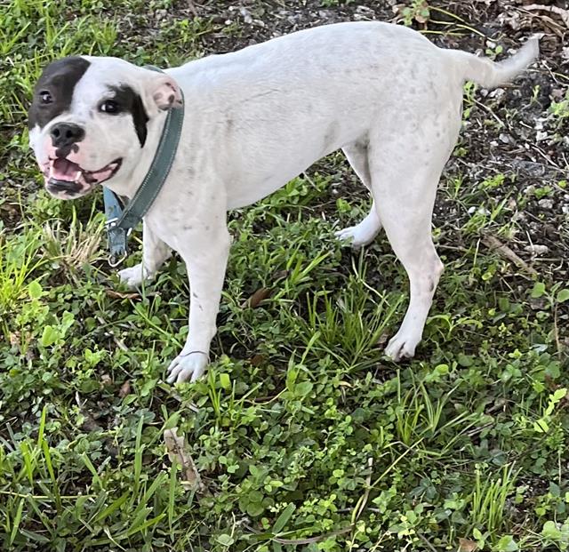 Shelter Stray Female Dog last seen Near BLOCK NE 69 ST, 3599 NW 79th Ave, Doral, FL 33122, USA