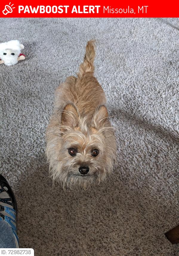 Lost Female Dog last seen LaQuinta, Missoula, Missoula, MT 59808