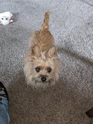 Lost Female Dog last seen LaQuinta, Missoula, Missoula, MT 59808