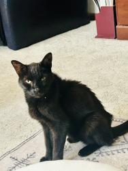 Lost Male Cat last seen Spring Valley Elyria Ohio, Elyria, OH 44035