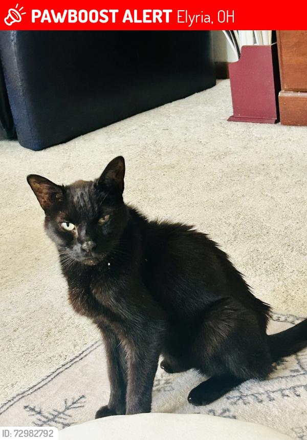 Lost Male Cat last seen Spring Valley Elyria Ohio, Elyria, OH 44035