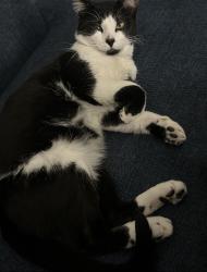 Lost Male Cat last seen Near e Palm valley blvd , Round Rock, TX 78664
