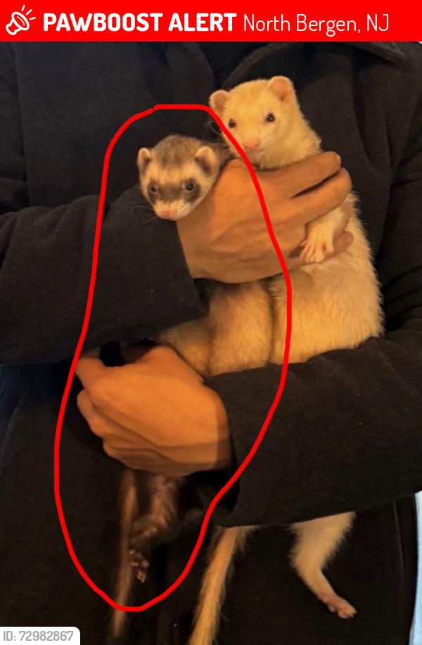 Lost Female Ferret last seen Harry’s Food and Drink, North Bergen, NJ 07047