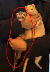 Lost Female Ferret last seen Harry’s Food and Drink, North Bergen, NJ 07047