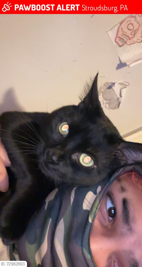 Lost Male Cat last seen Park Ave , Stroudsburg, PA 18360