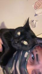 Lost Male Cat last seen Park Ave , Stroudsburg, PA 18360