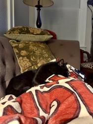 Reunited Male Cat last seen Back yard of 721 Maryland Ave Norfolk VA, Norfolk, VA 23508