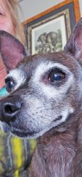 Reunited Male Dog last seen Near E 12th St Pueblo CO 81001, Pueblo, CO 81001