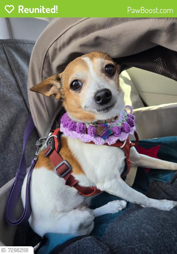 Reunited Female Dog last seen Near Greenly Dr Oakland CA 94605, Oakland, CA 94605