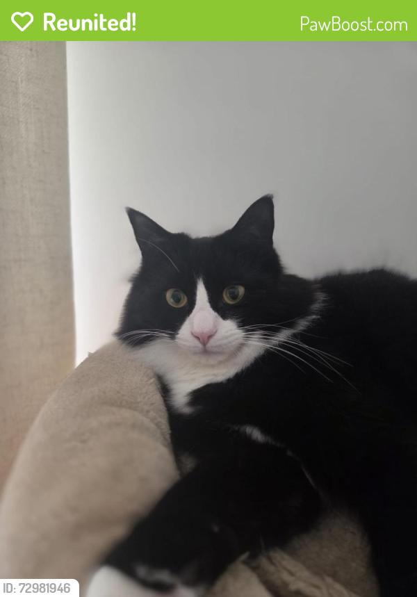 Reunited Male Cat last seen The avenue , Southampton, England SO17