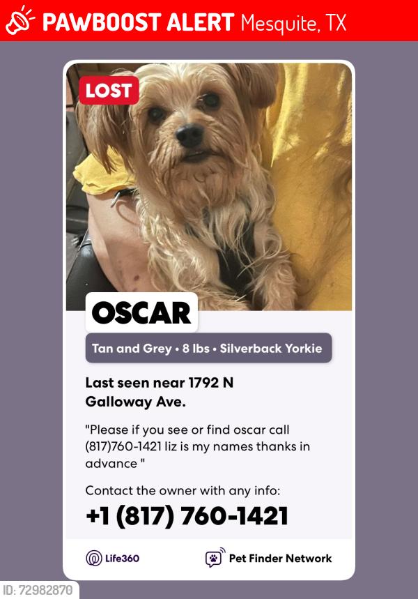 Lost Male Dog last seen Walmart off of highway 80, Mesquite, TX 75149
