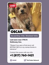 Lost Male Dog last seen Walmart off of highway 80, Mesquite, TX 75149
