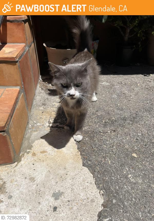 Found/Stray Unknown Cat last seen Colorado and Central, Glendale, CA 91204