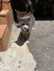 Found/Stray Unknown Cat last seen Colorado and Central, Glendale, CA 91204
