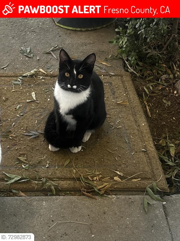 Lost Male Cat last seen Fig Ave Fresno ca, Fresno County, CA 93706