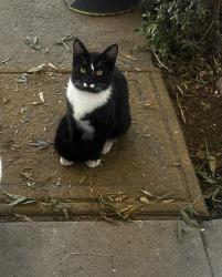 Lost Male Cat last seen Fig Ave Fresno ca, Fresno County, CA 93706