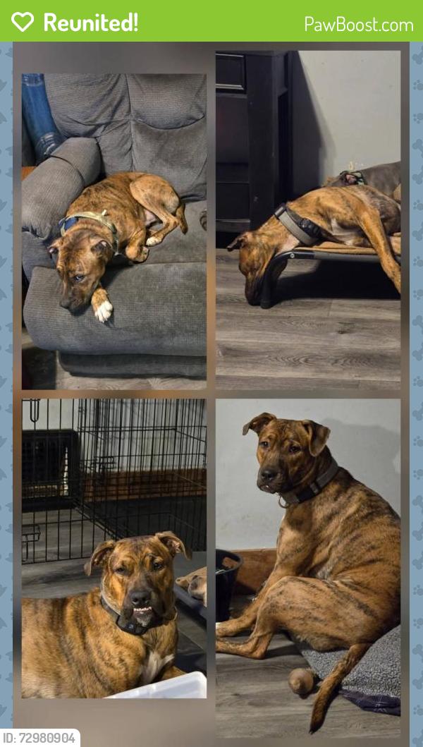 Reunited Male Dog last seen Maryland , Canton, OH 44710