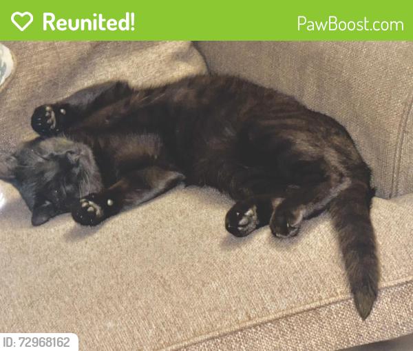 Reunited Male Cat last seen 20th Garfield , Lincoln, NE 68502