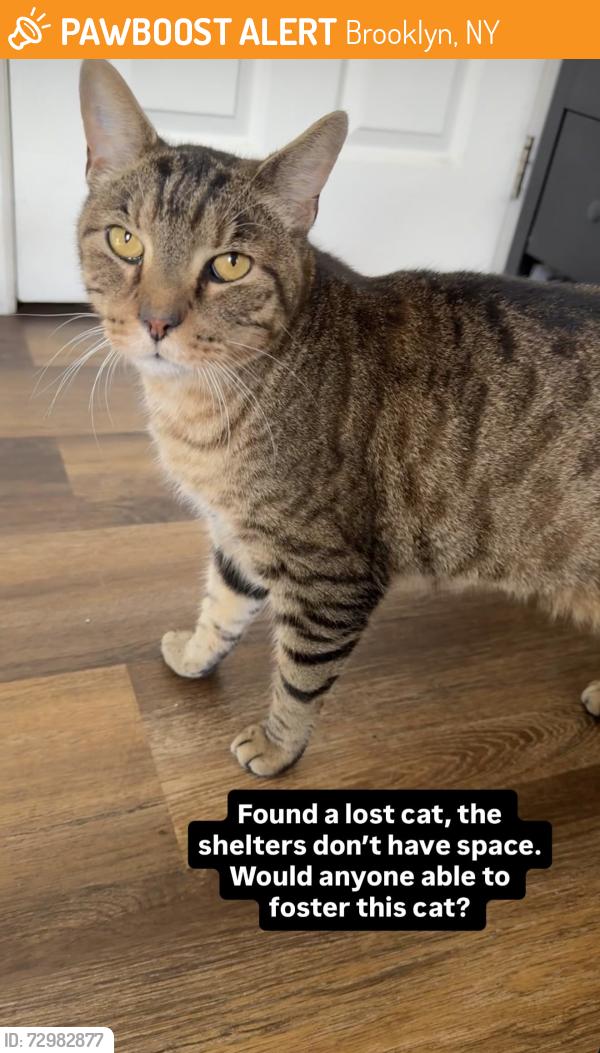 Found/Stray Male Cat last seen Ocean Avenue Brooklyn ny 11230, Brooklyn, NY 11230
