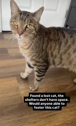 Found/Stray Male Cat last seen Ocean Avenue Brooklyn ny 11230, Brooklyn, NY 11230