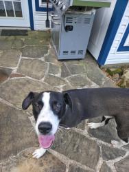 Found/Stray Male Dog last seen Park springs & pleasant ridge, Arlington, TX 76016