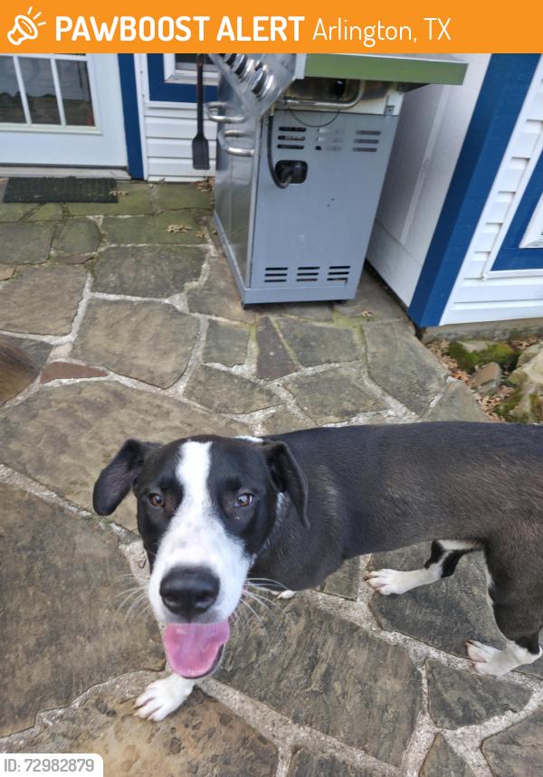 Found/Stray Male Dog last seen Park springs & pleasant ridge, Arlington, TX 76016