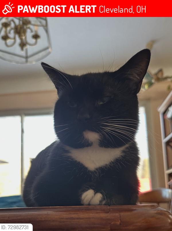Lost Male Cat last seen Near Bagley Rd, Middleburg heights, Cleveland OH, Cleveland, OH 44130