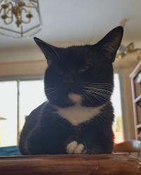 Lost Male Cat last seen Near Bagley Rd, Middleburg heights, Cleveland OH, Cleveland, OH 44130