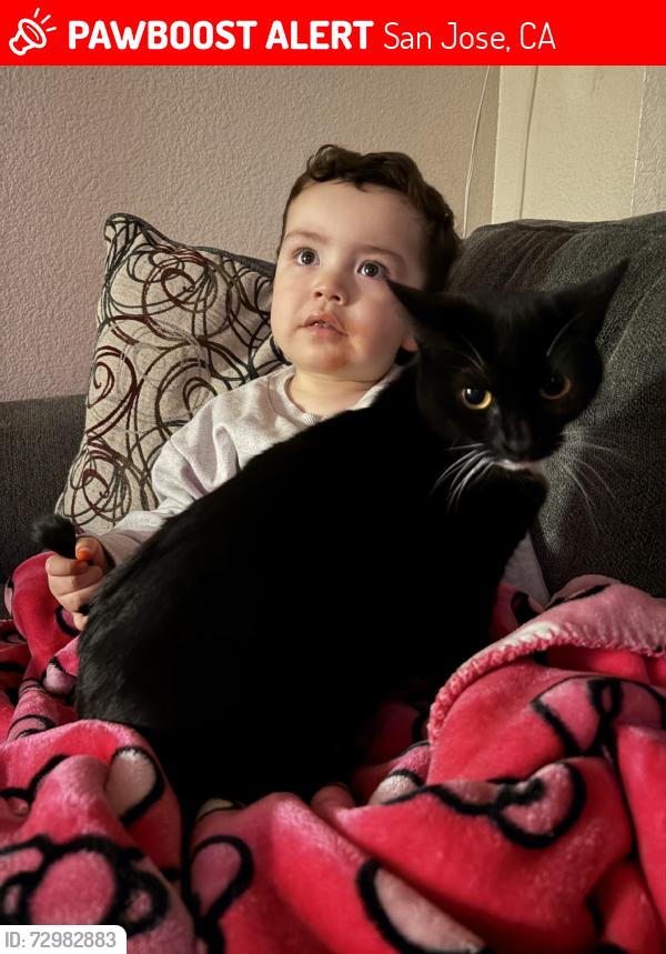 Lost Female Cat last seen Helzer, San Jose, CA 95136