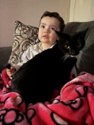 Lost Female Cat last seen Helzer, San Jose, CA 95136