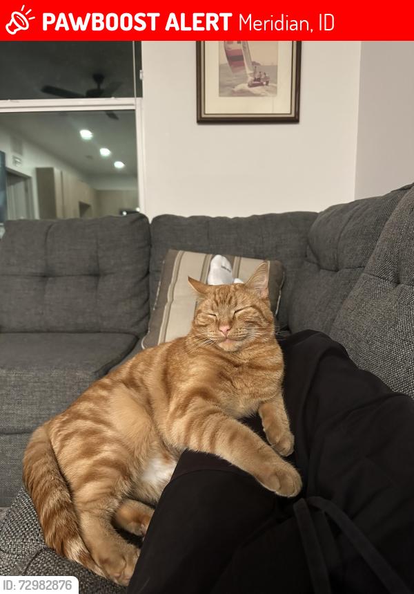 Lost Male Cat last seen 10 mile and Chinden, Meridian, ID 83646