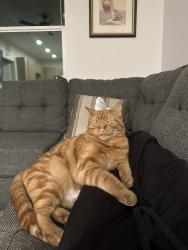 Lost Male Cat last seen 10 mile and Chinden, Meridian, ID 83646