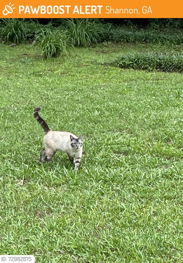 Found/Stray Unknown Cat last seen Cinnamon Lane Rome, Ga, Shannon, GA 30161