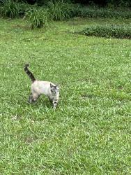 Found/Stray Unknown Cat last seen Cinnamon Lane Rome, Ga, Shannon, GA 30161