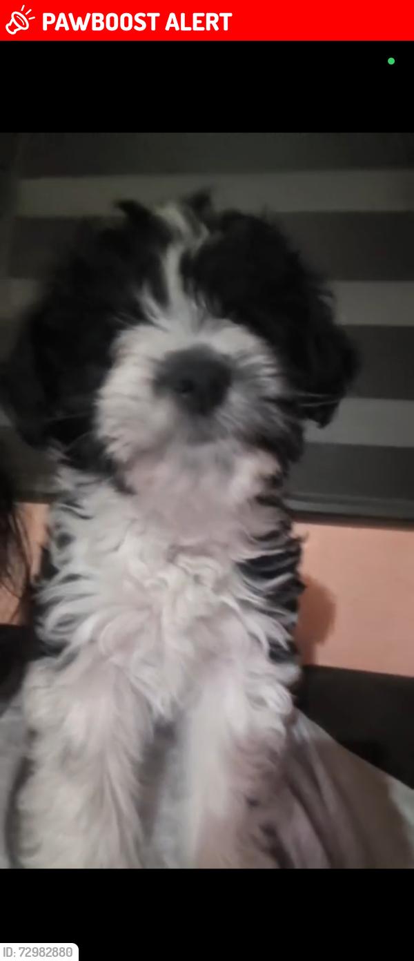 Lost Female Dog last seen Calle 1 y 2 , San Sebastián Tutla, Oax. 71320