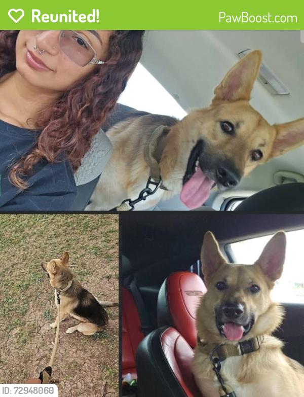 Reunited Male Dog last seen Near x rancho viejo , Los Fresnos, TX 78566