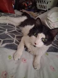 Lost Male Cat last seen Near Lewis Ave Las Vegas NV 89101, Las Vegas, NV 89101