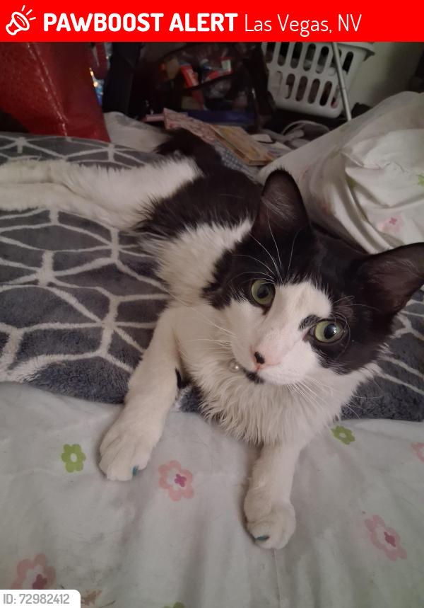 Lost Male Cat last seen Near Lewis Ave Las Vegas NV 89101, Las Vegas, NV 89101