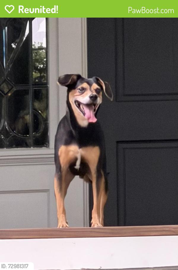 Reunited Male Dog last seen Maddox Drive and the Prado, Ansley Park, Atlanta, GA 30309