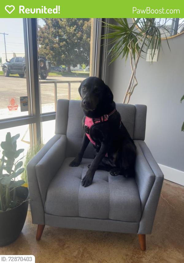 Reunited Female Dog last seen Fairview , Boise, ID 83704