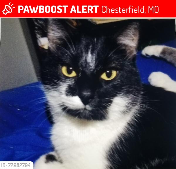 Lost Male Cat last seen Clayton Road and Baxter Road, Chesterfield, MO 63017