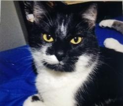 Lost Male Cat last seen Clayton Road and Baxter Road, Chesterfield, MO 63017