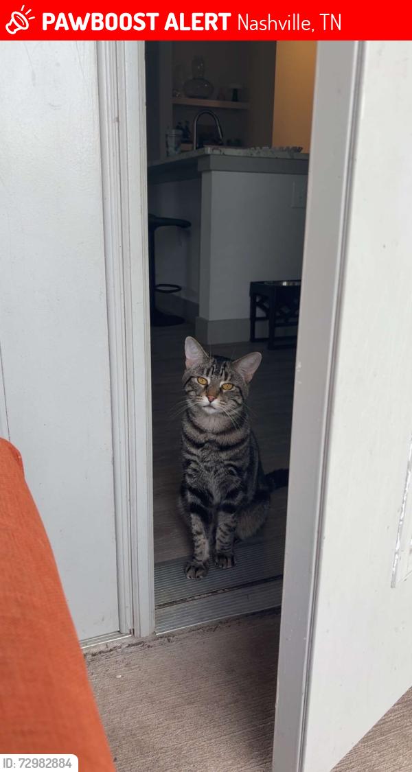 Lost Male Cat last seen Knox at Metro Center in Nashville , Nashville, TN 37228