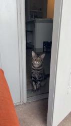 Lost Male Cat last seen Knox at Metro Center in Nashville , Nashville, TN 37228