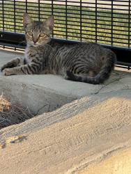 Lost Male Cat last seen Perkins Road, Baton Rouge, LA 70808