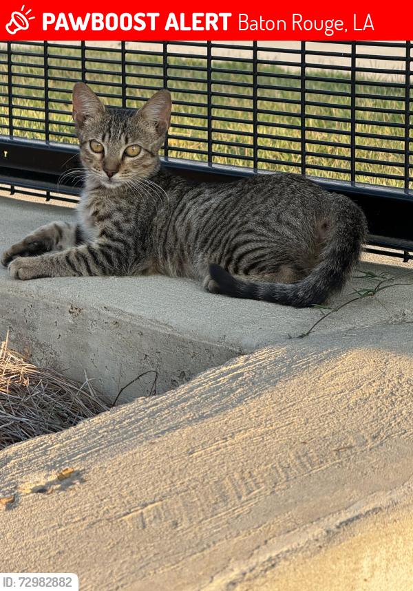 Lost Male Cat last seen Perkins Road, Baton Rouge, LA 70808